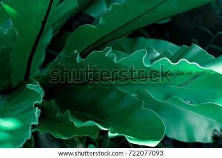 Green tropical leaves, leaf background ,nature concept.