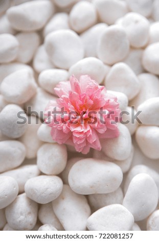 Macro of pink rose and pile of white pebble