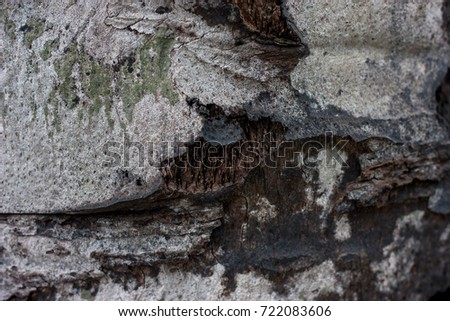 texture bark