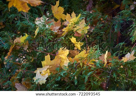 Illuminated golden autumn leaves on branch against blue sky background, autumnal season greeting