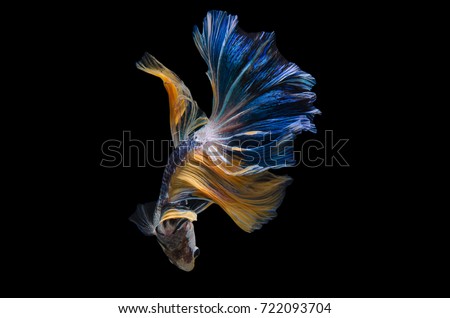 Rhythmic of Betta fish, siamese fighting fish betta splendens (Halfmoon fancy  blue-yellow  betta ),isolated on black background.