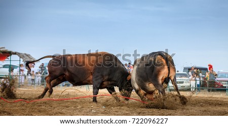 Bulls are fighting in a traditional competition in Fujairah, UAE
