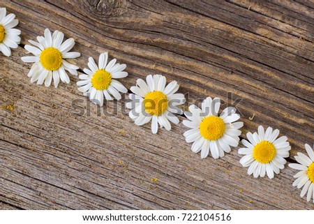 Border of daisy chamomile flowers on wooden background. View with copy space.