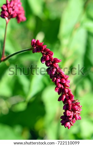 Flower of Persicaria orientalis, also known as Prince's Feather or Kiss-me-over-the-garden-gate.