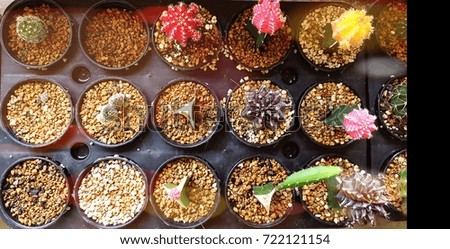 Cactus in the tray