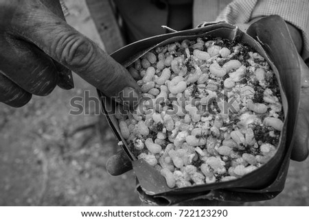 Point Ant eggs in hand. Container made from banana leaf. black and white picture.