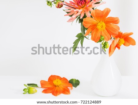 orange dahlia in white vase on white background