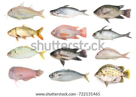 collection of fish isolated on white background