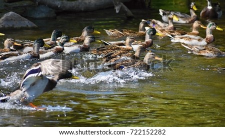 Mallard. Wild duck on the water. Male-duck. (Anas platyrhynchos)