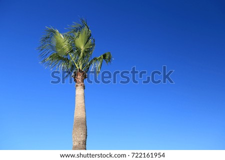 Palm against the blue