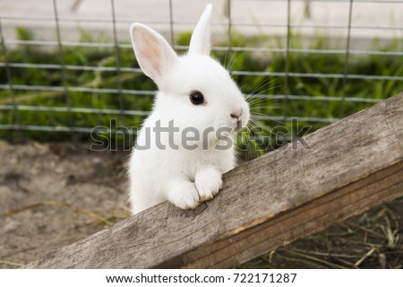 little rabbit on the farm