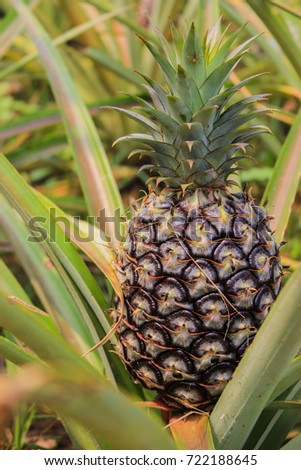 pineapple garden