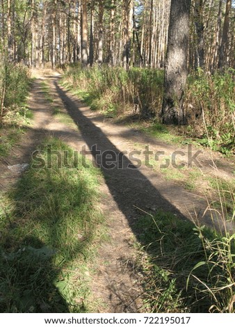 summer forest, the path and the shade of a tree