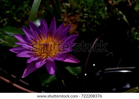 beautiful lotus in pond, Symbol of buddhism