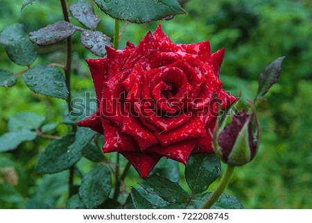Beautiful red rose among green leaves of the plant. Close up view of rose flowers on rose bush with water drops in flower garden at the morning after rain.
