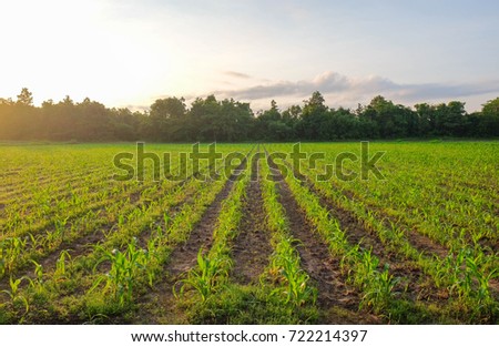 selective focus picture of organic young corn at agriculture field 