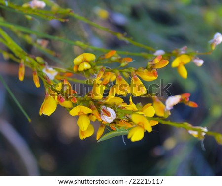Pultenaea humilis  an erect to prostrate shrub,  with branchlets erect or drooping that are sparsely to hairy blooming with yellow orange red pea flowers in Manea park, Bunbury, Western Australia.
