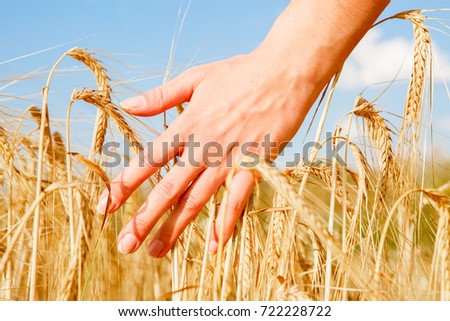 Image of man's hand and rye spikelets