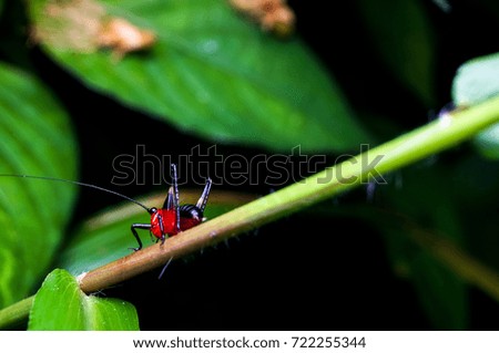 Big ant with red head standing on the green leaf