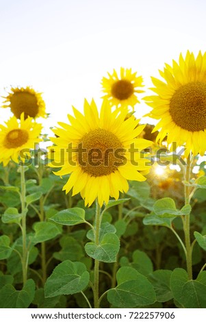 beautiful and large field of sunflowers, blue bright sky, summer, sun.