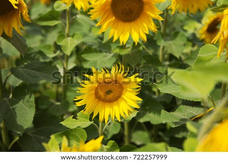 beautiful and large field of sunflowers, blue bright sky, summer, sun.