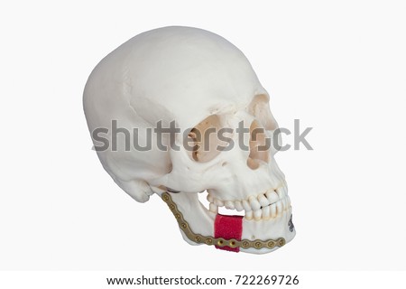 Skull made from resin. Broken jaw was fixed by seizing Plate screw. 45 Degree Right View On white Background.