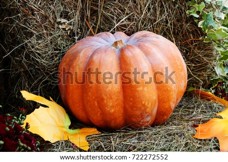Orange pumpkin on hay with autumn maple leaves