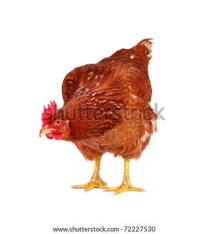 Brown hen isolated on white, studio shot. Royalty-Free Stock Photo #72227530