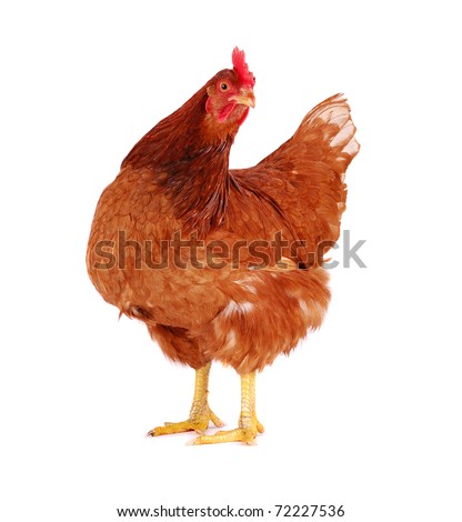 Brown hen isolated on white, studio shot. Royalty-Free Stock Photo #72227536
