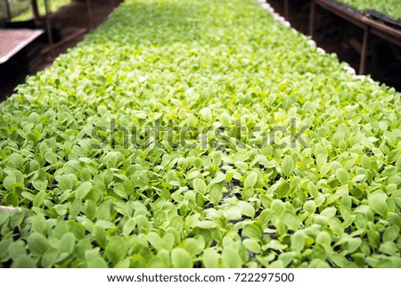Organic Baby Pak Choi in vegetable bed. This is another Bok Choi cabbage family.