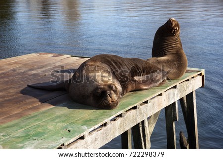 Sea lion in Valdivia