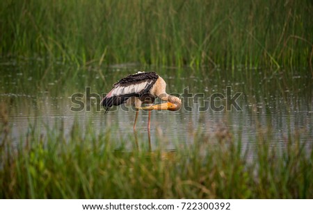 Painted Stork in a water stream near paddy field in the morning