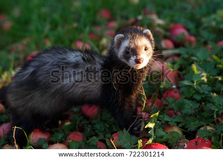 ferret plays with the Apple