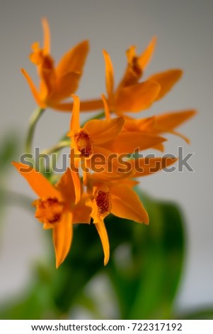 Flora - Orchid