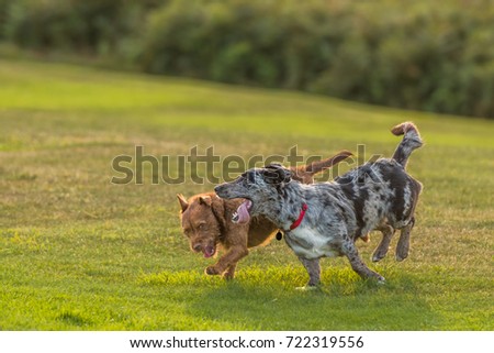 Dogs play fighting in green park