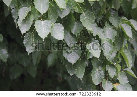 Green leaf Pho leaf, (bo leaf,bodhi leaf) for natural background