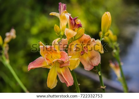 yellow and pink Hemerocallis blooming