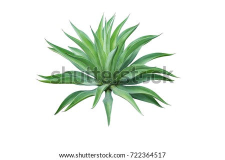 Agave plant isolated on white background. clipping path. Agave plant tropical drought tolerance has sharp thorns.
 Royalty-Free Stock Photo #722364517