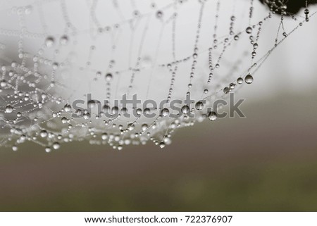 dew drops on the spider wed at morning time.