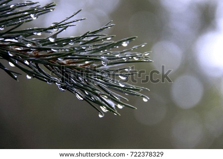 Silver fir branches with water drops on the needle