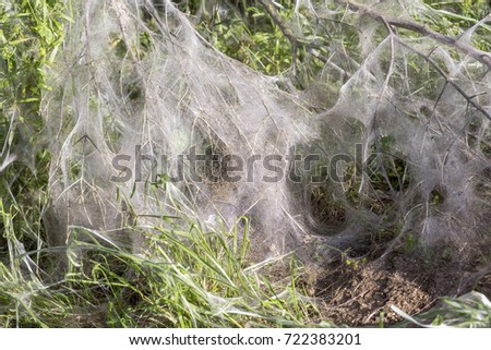bush covered with ermine moth webs at spring time