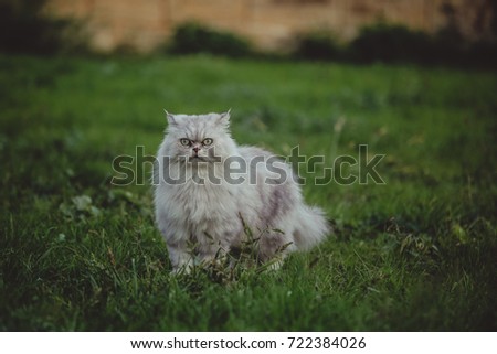 Gray Chinchilla Persian cat standing on the grass 