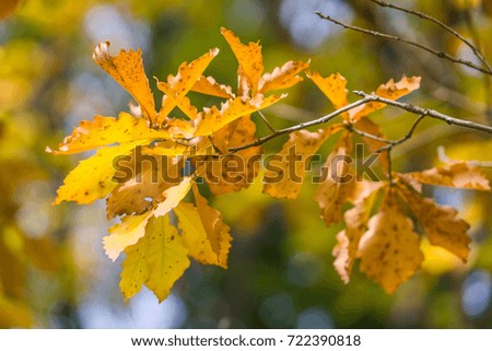 Bright autumn yellow leaves