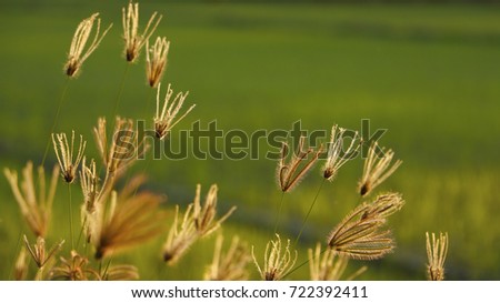 Swollen finger grass flowers