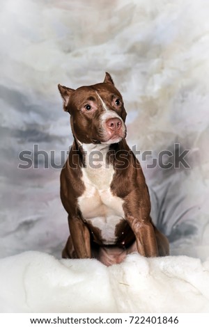 Staffordshire pit bull terrier on a winter background
