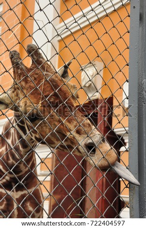 Giraffe at the zoo stuck her tongue out through the mesh.