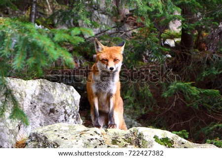 Portrait of fox in forest