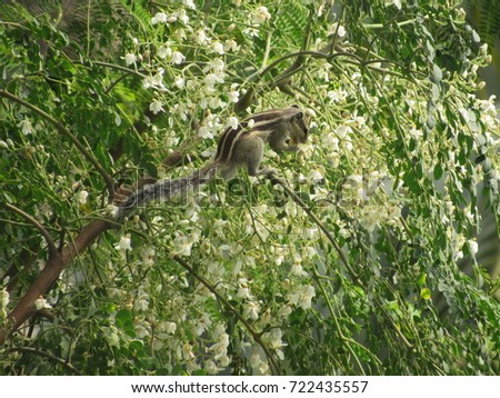 squirrel eating flower buds sitting on branch of tree white brown grey eyes face legs tail green leaves bush hiding