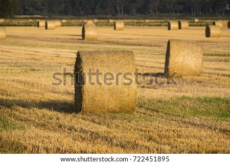 Straw rolls in a field