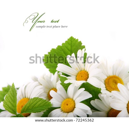 Daisy flowers in white background (selective DOF)